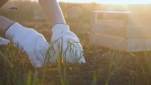 Полезные Насекомые! 6 Яростных Защитников Сада и Огорода