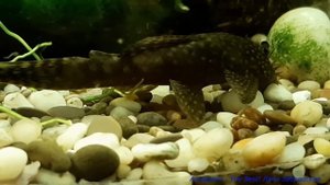 Мальки Гуппи от трех дней до трех месяцев