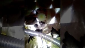Газовый шланг опасный