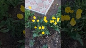 Надо ли и когда выкапывать тюльпаны?