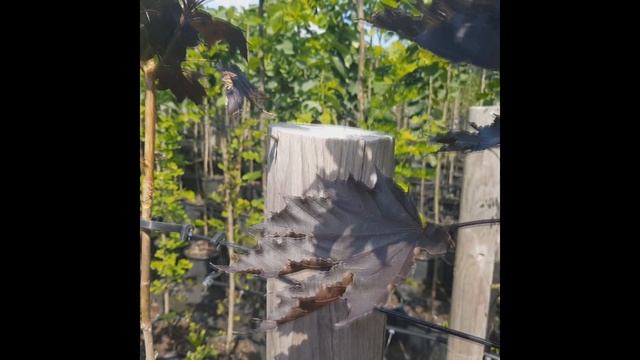Acer platanoides 'Crimson Sentry' - Bordó levelű korai juhar смотреть онлайн