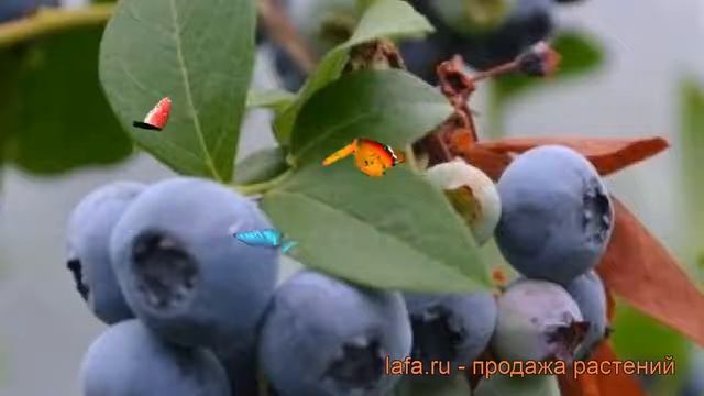 Голубика высокорослая Бонифаций ? обзор: как сажать, саженцы голубики Бонифаций смотреть онлайн