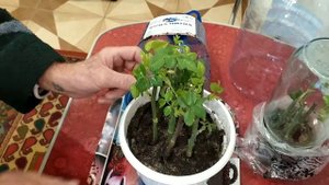 Результаты укоренения черенков роз в домашних условиях.Размножение роз черенками дома.