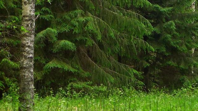 Красивые ролики - Летние мотивы смотреть онлайн