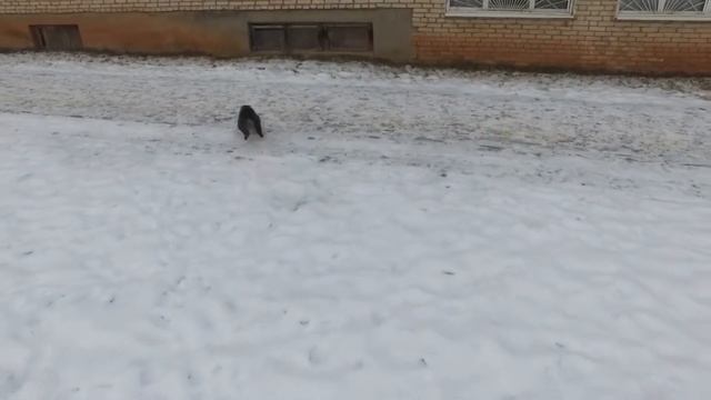 Жертвоприношения чёрный петух