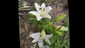 СИЛА КРЕМНИЯ - лучший поставщик кремния для растений