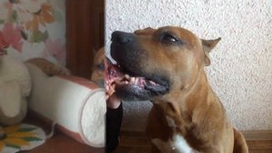 ЛАКОМСТВО для стаффа