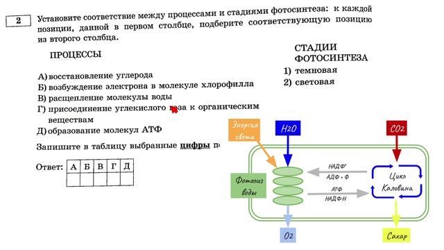 Фотосинтез – разбираем тесты ЕГЭ по биологии 2022 смотреть онлайн