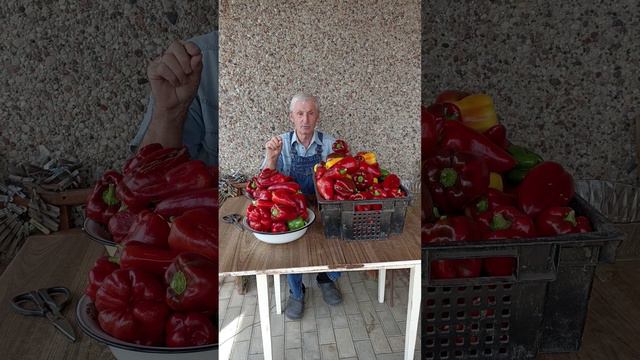 ПЕРЕЦ СЛАДКИЙ - очередной сбор и переработка...