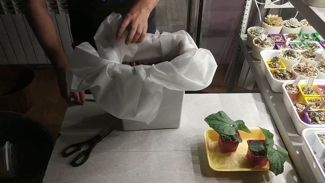 04. Сбор рукколы. Пересадка огурцов. Чуть-чуть про свет. смотреть онлайн