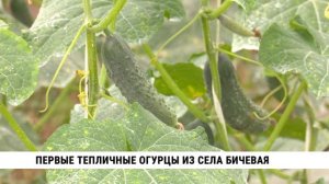 Первые тепличные огурцы вырастили в селе Бичевая возле Хабаровска