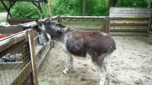 Ослик - Елагин Остров Санкт Петербург