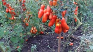 Томат экзот.Длинноплодный томат Забава.