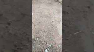 Как растет пшеница. Какой нужен уход за пшеницей. Всё последовательности я буду снимать. Просмотра)