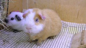 ЧТО СЛУЧИЛОСЬ У МОРСКИХ СВИНОК? / НОВОСТИ ПОД НОВЫЙ ГОД /  Alisa Easy Pets