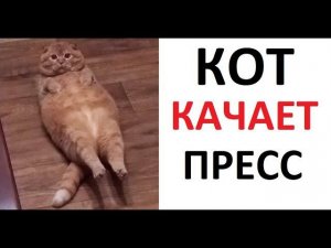 Лютые приколы. Кот качает ПРЕСС! ХОЧУ КУБИКИИиии МЯВК !!!