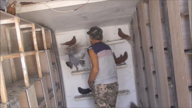 голуби Куприянова А И сезон 2020 тел 0674851146 смотреть онлайн