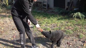 Сын ПРИЗРАКА. Щенок чёрной Немецкой Овчарки Дэймон 2.5 месяца. Одесса.