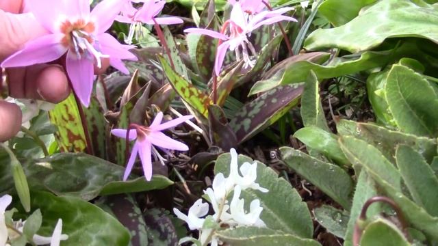 Bulb Log Video Diary Supplement Erythronium sibiricum joins a host of other spring flowers смотреть онлайн