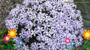 Флокс шиловидный окингтон блю айс. Краткий обзор, описание phlox subulata Oakington Blue Eyes