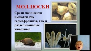 Размножение и развитие животных