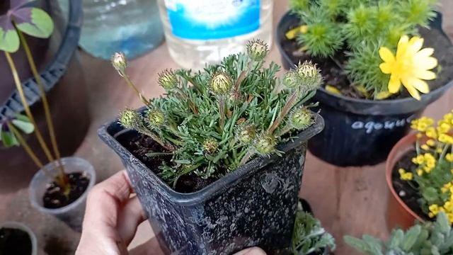 Мои новые цветочные приобретения??? смотреть онлайн