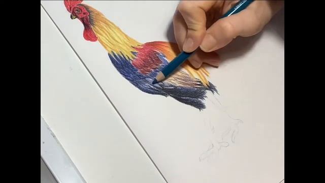 Как нарисовать петуха. Пошагово. Для начинающих.
