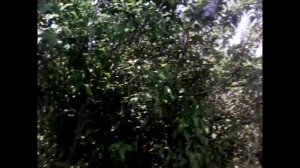 ПЛАЧ РЕБЕНКА мистика  мистический фильм.mp4