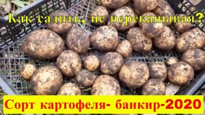 Снова о картошке. Сорт Банкир. Как садить и не копать?