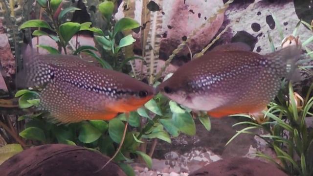 Нежные Чувства 2-х Гурами / Trichogaster leerii - Любовь смотреть онлайн