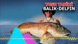 Delfin tushda  -Tushda balik ko'rsa ta'biri nima bo'ladi - Тушда Делфин куриш