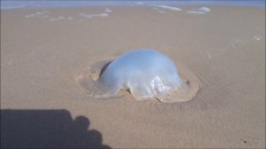 Осторожно!#Медузы!Июль.#Средиземное #море.#Ашдод.#Израиль.#Mediterranean #sea.#Israel.