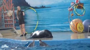 морской котик танцует