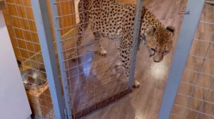 Гепард Герда и большой кусок мяса! Как она справится с заданием