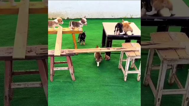 Милые собачки🐶🐶🐶♥️♥️♥️😁😁😁👍👍👍