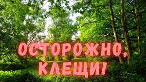 Осторожно, Клещи! Факты о клещах, чем опасны клещи и как уберечься от них