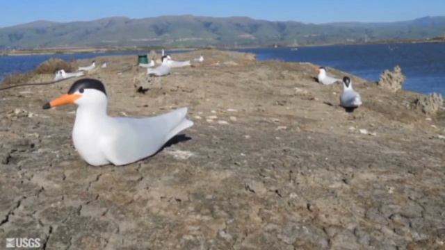 Establishing Forster's Tern Nesting Colonies смотреть онлайн