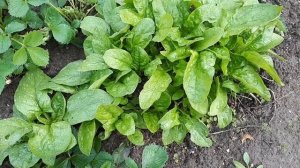 Шпинат. Секреты хрустящей культуры!