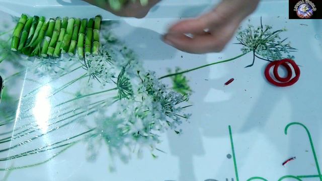 How to arrange LUCKY BAMBOO PLANT lipshaworld