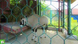 Красноярский парк флоры и фауны РОЕВ РУЧЕЙ