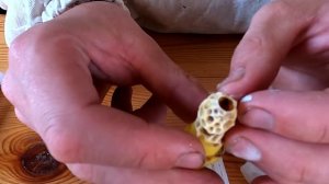 Матки  ф1 от ИО от Доброго Плотника