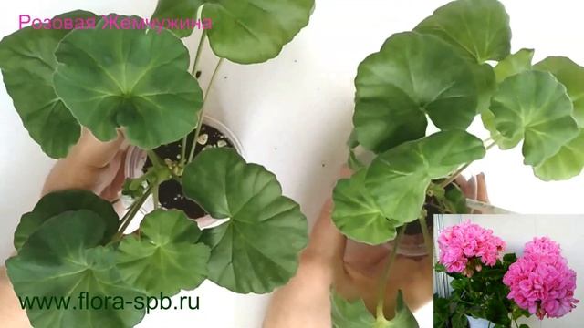 ИЗЛИШКИ. ОБЗОР ЧЕРЕНКОВ ПЕЛАРГОНИЙ. смотреть онлайн