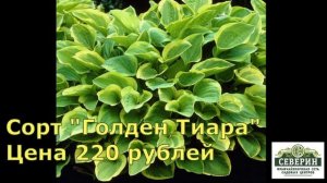 В продаже редкие сорта хосты!