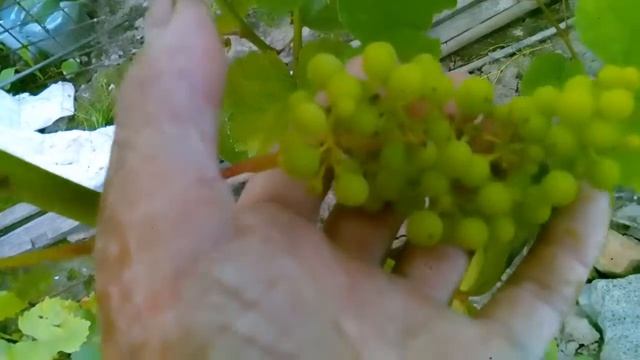 ВИНОГРАД КИШМИШ РИЛАЙН ПИНК СИДЛИС. смотреть онлайн