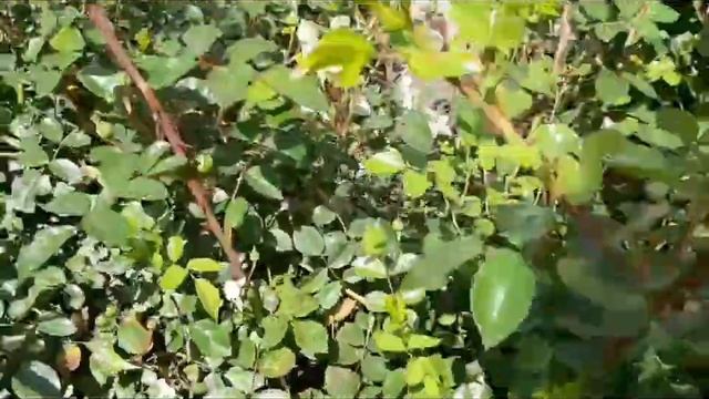 Розы зацвели !  Трипсы атакуют !  ? смотреть онлайн