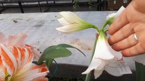 Опыление гиппеаструмов. Основы селекции.