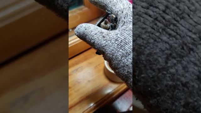 ШОК!!! Летучая мышь залетела прям в квартиру? смотреть онлайн