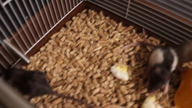КРЫСА НЕ СМОГЛА ВЫКОРМИТЬ КРЫСЯТ. ЧТО ДЕЛАТЬ ЕСЛИ КРЫСЯТА ЛЫСЕЮТ?