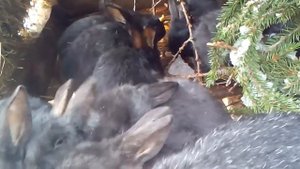 Чем лучше кормить кроликов ранней весной