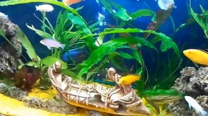 лечение цихлид (часть 1)